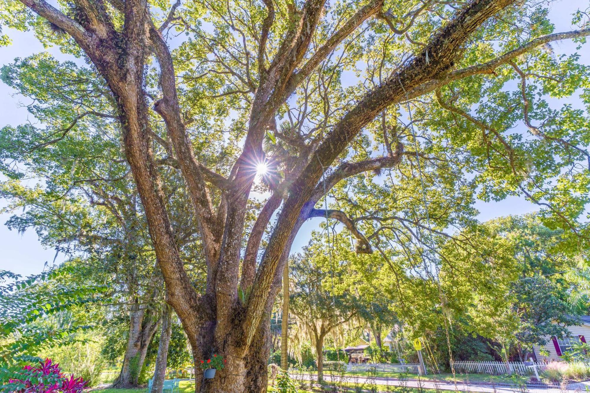 Отель The Estate At Mt Dora Маунт-Дора Экстерьер фото